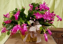Christmas Cactus from Olney's Flowers of Rome in Rome, NY