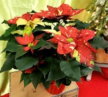 Red Glitter Poinsettia from Olney's Flowers of Rome in Rome, NY