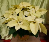 White Poinsettia from Olney's Flowers of Rome in Rome, NY